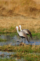 Couple of wattled cranes