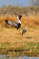 Obraz premium Couple of wattled cranes