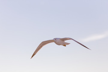 Seagull fly 7