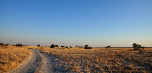 Fototapeta premium Central Kalahari landscape
