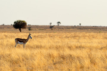 Lone springbok in a plain