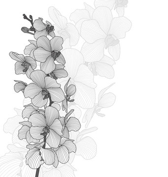 Vector orchid flowers