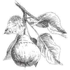Hand drawing pears on pear tree branch