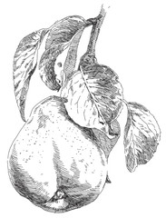 Hand drawing pears on pear tree branch