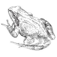 Naklejka premium Hand drawn frog