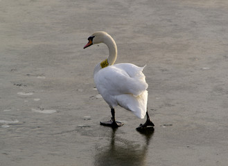 Swan on frozen lake