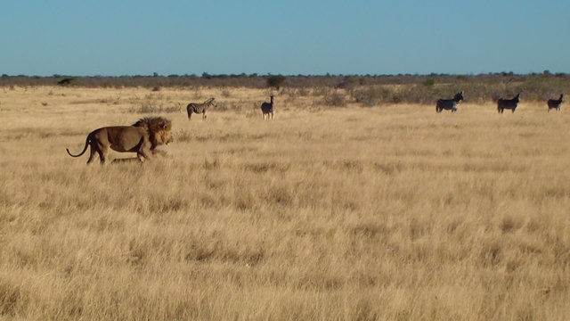 Male lion yawn walk sit zebras background Etosha Namiba Africa