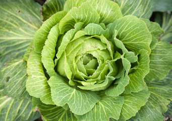 Obraz premium cabbage