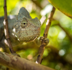 Colorful chameleon of Madagascar, very shallow focus