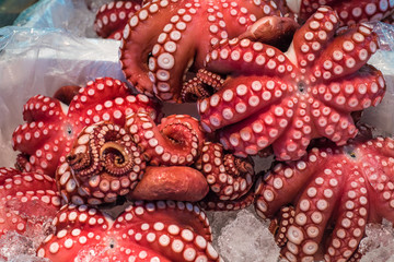 Fototapeta premium Red live octopus at Tsukiji fish market, Tokyo, Japan