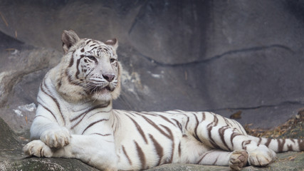 White Bengal Tiger lay down on the cliff