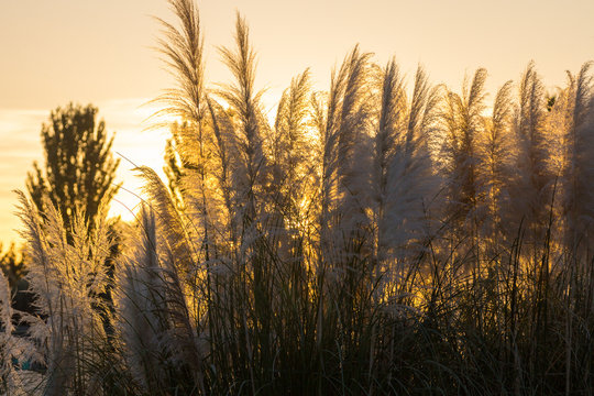 Cortaderia selloana pampas grass cortadera