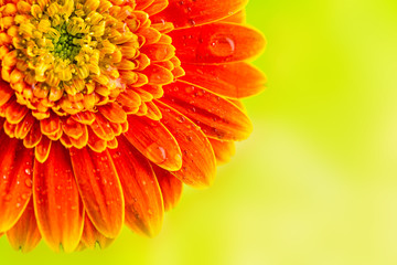 Orange gerbera daisy flower on yellow background