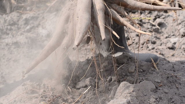 Close Up Farmer Harvesting Cassava