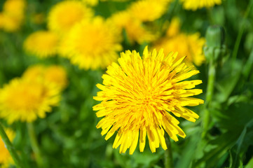 Fototapeta premium Żółte kwiaty mniszka lekarskiego
