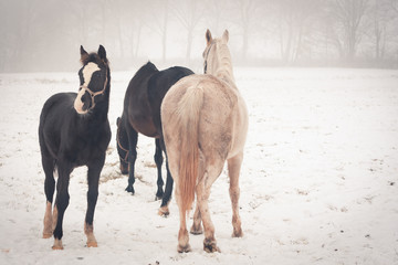 Horses on a meadow on a misty winter day