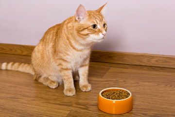 Fototapeta na wymiar Red cat and bowl of dry food