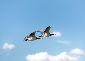 Geese and clouds