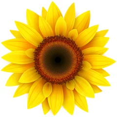 Fototapete Sonnenblumen Sonnenblume, realistische Vektorillustration.