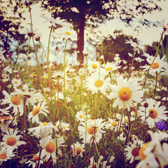 Blumenwiese -  Margeriten