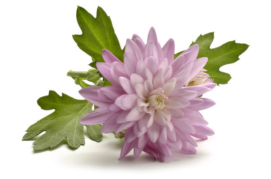 Chrysanthemum Złocień キク属 Хризантема Crisantemo أقحوان