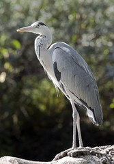Grey heron