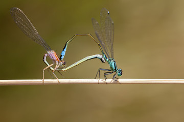 Grosse Pechlibelle - Ischnura elegans - Paarung