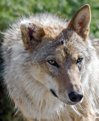 Fototapeta premium Grey wolf