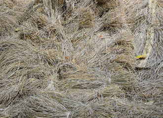 Rice straw (unmilled rice) background