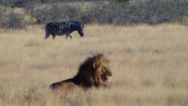 Male lion lick tongue zebras background Etosha Namiba Africa