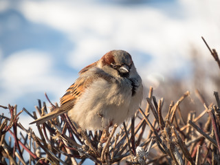 Sparrow on a branch 5