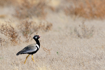 Southern black korhaan