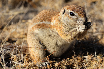 Ground squirrel