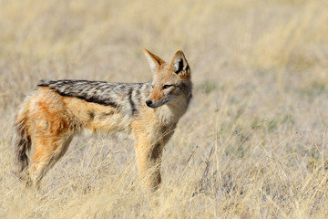 Black-backed jackal