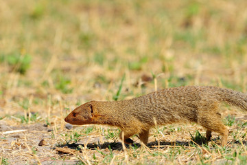 Slender mongoose