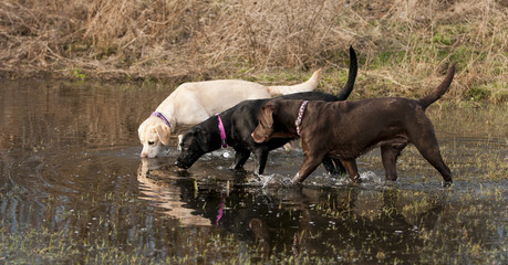 three labradors