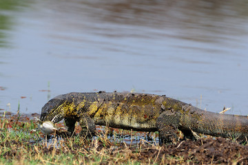 Monitor lizard catching a frog