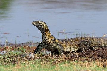 Monitor lizard