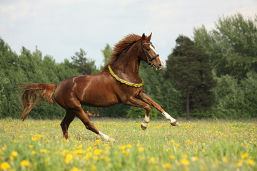 Chestnut horse with flower cilrclet galloping