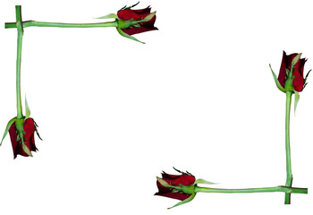 frame red rose on white background