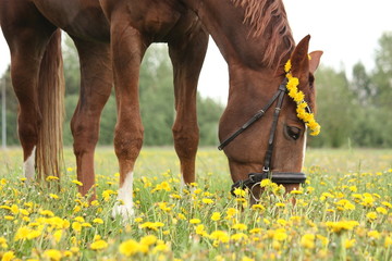 Chestnut horse eating dandelions at the pasture - Powered by Adobe