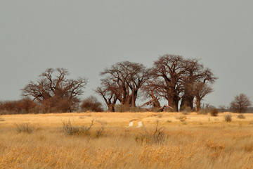 Baobabs de Baines dans des casseroles Nxai
