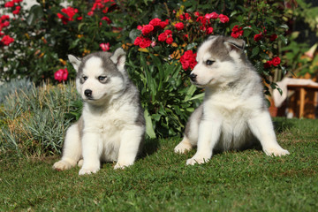 Two gorgeous puppies sitting in front of red roses