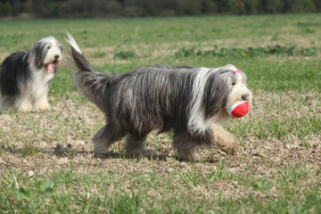 Bearded collie running with a toy