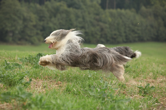 Bearded collie running in nature