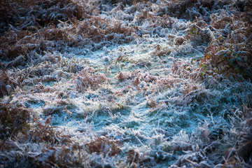 Meadow covered in frost crystals on December early morning
