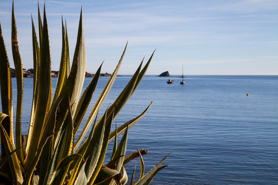 Agave & the sea