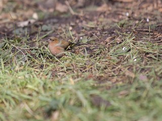 Chaffinch (Male)