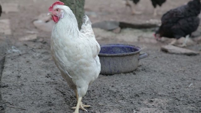 Wei&szlig;es Huhn