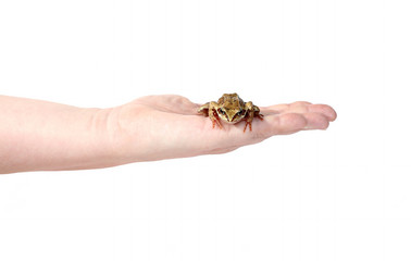 Little frog on a female palm isolated